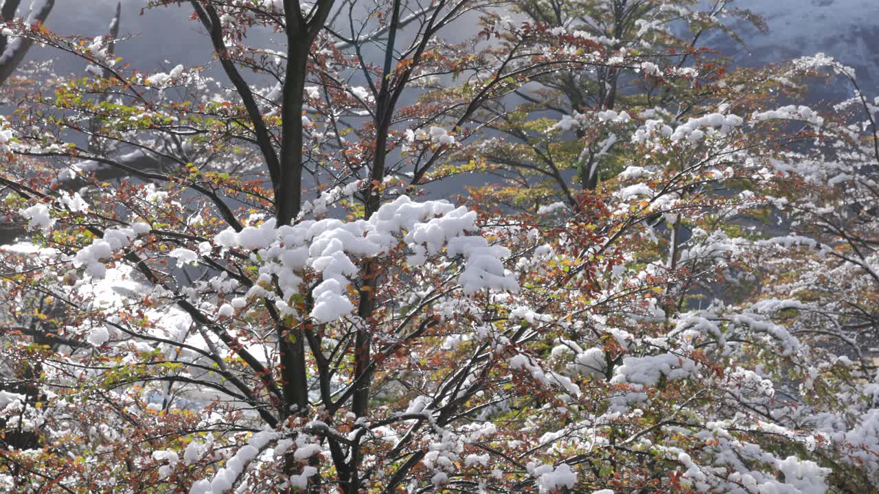 靠近菲茨罗伊山小道的山毛榉树上的新鲜秋雪的近景视频素材