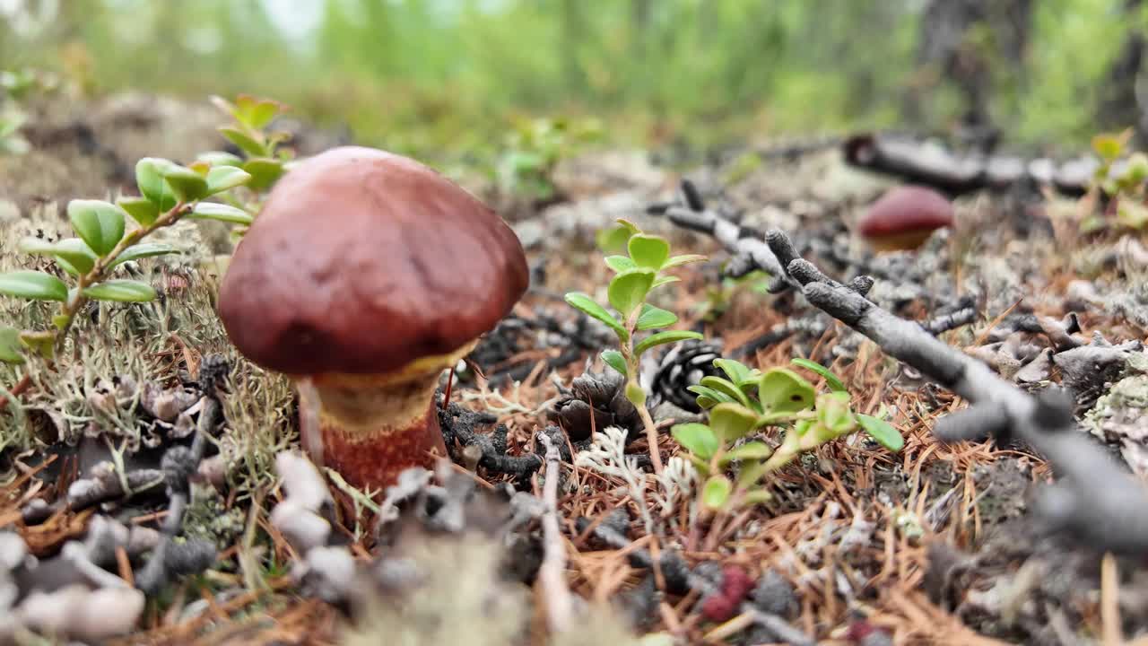 发现独特的蘑菇在雅库特郁郁葱葱，未受影响的景观，俄罗斯的迷人景象。视频素材