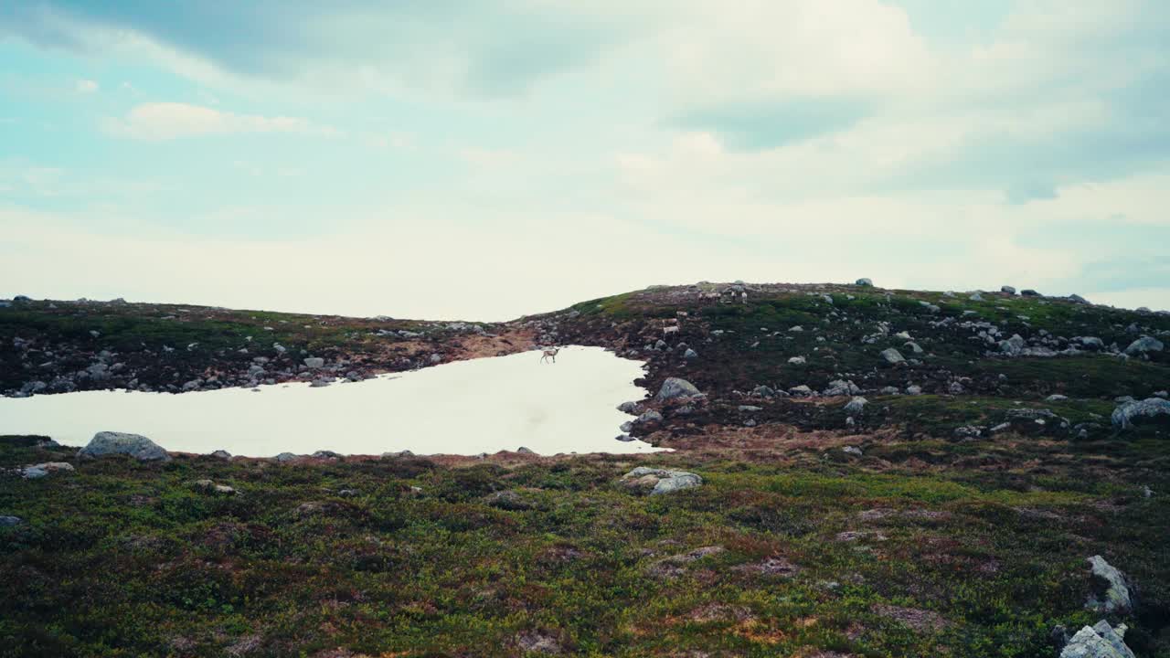 一只狗沿着从Skurven到Mefjellsvatnet的路线穿过崎岖的山区景观，挪威特恩德拉格(Trøndelag)的Indre Fosen -手持拍摄视频素材