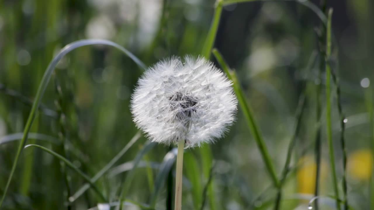 草地上的蒲公英种子头在微风中轻轻摇摆视频素材