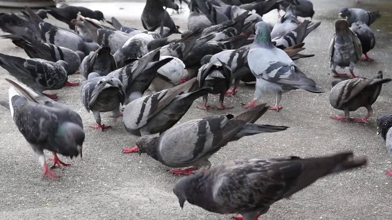 一群鸽子在城市的地面上觅食视频素材