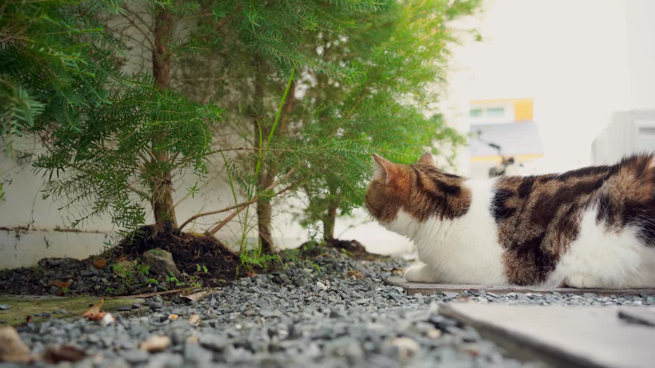 宠物护理理念，苏格兰猫的游戏和快乐的感觉在花园视频下载