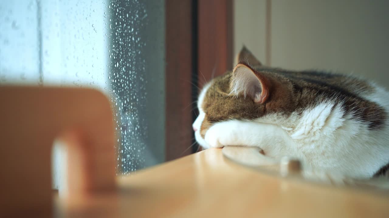 宠物护理的概念与游戏和快乐的感觉，猫看到雨滴在客厅的窗户上视频素材