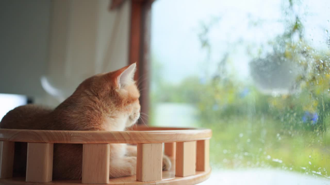 宠物护理的概念与游戏和快乐的感觉，猫看到雨滴在客厅的窗户上视频下载