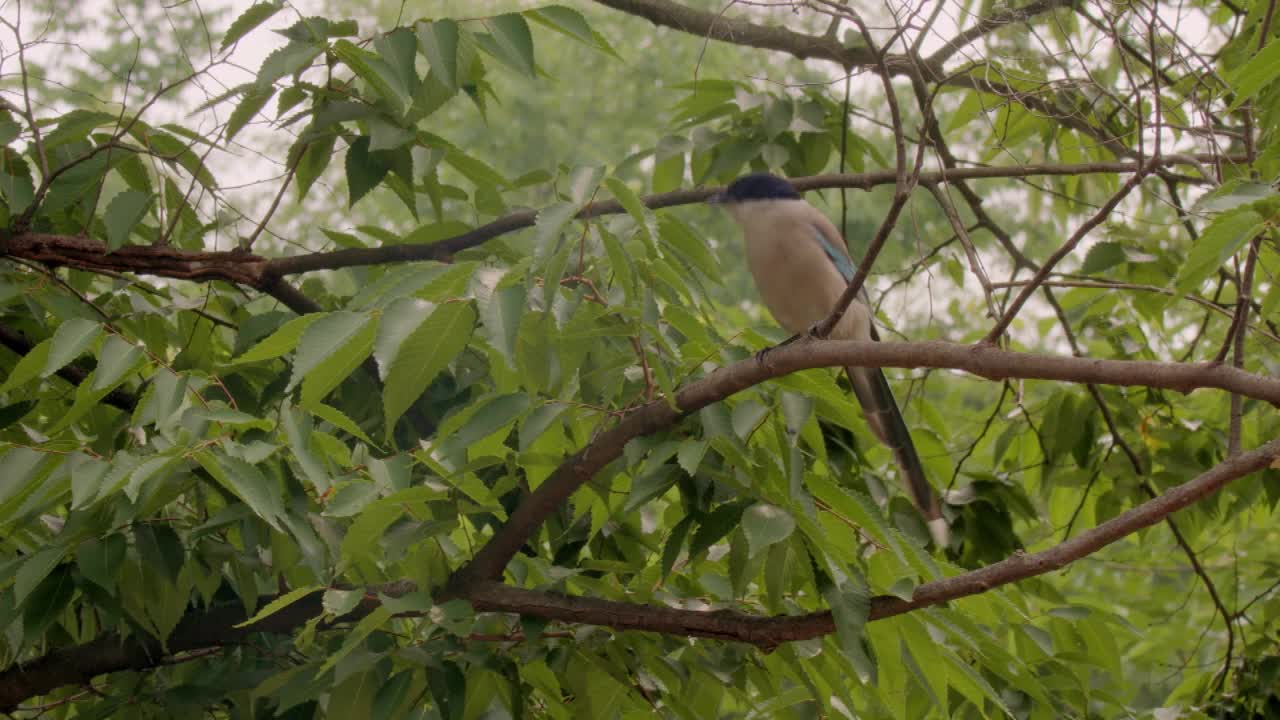 喜鹊坐在树枝上/韩国视频素材