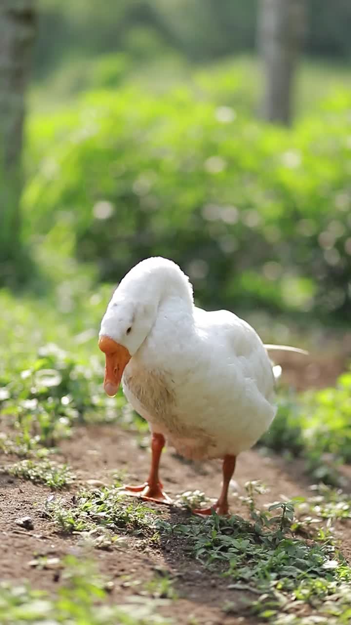 一只美丽的白天鹅寻找食物的视频肖像视频素材