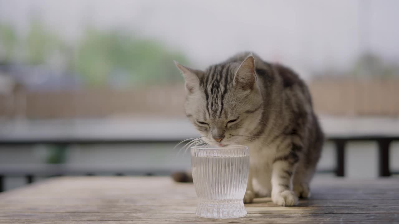 美国短毛猫正在喝玻璃杯里的水。视频下载