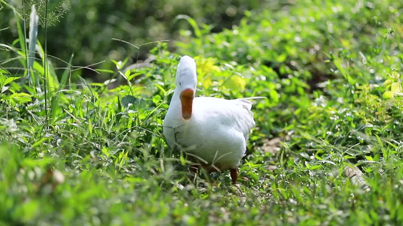 美丽的白天鹅在绿草中寻找食物的视频视频素材