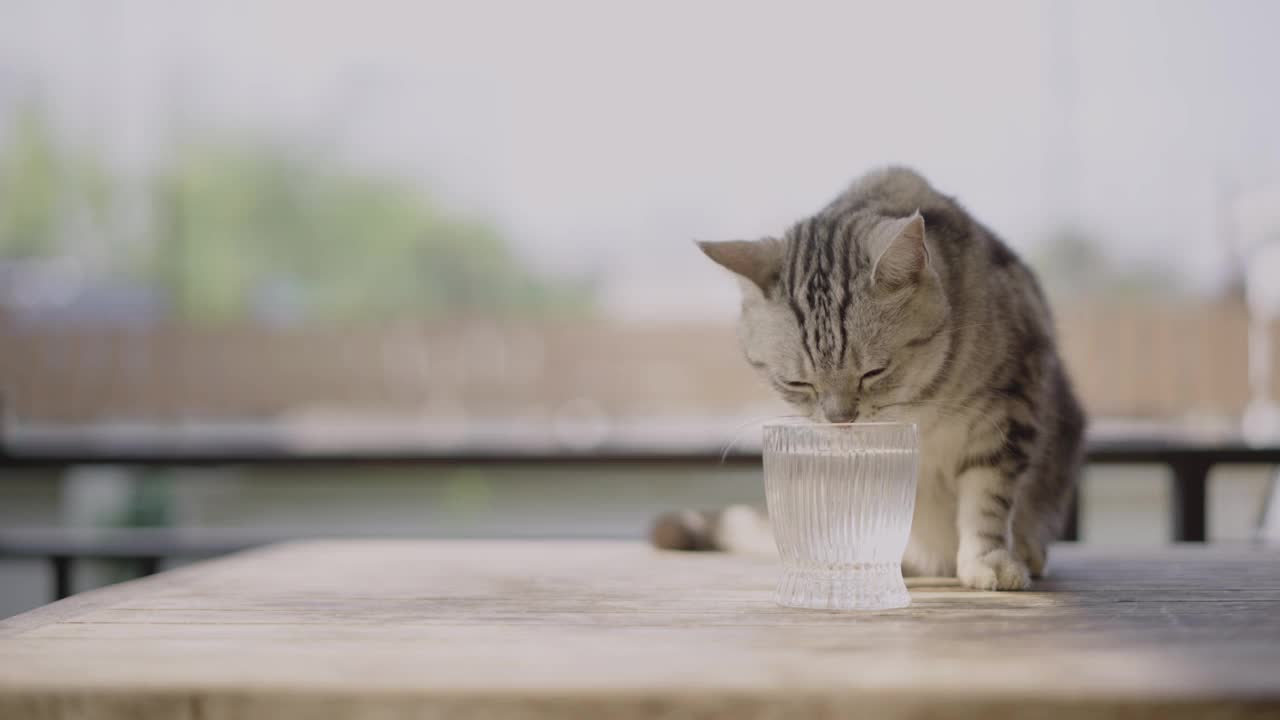 美国短毛猫正在喝玻璃杯里的水。视频下载