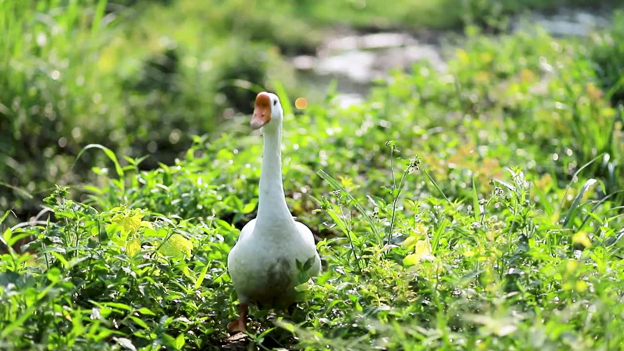 美丽的白天鹅在绿草中寻找食物的视频视频素材