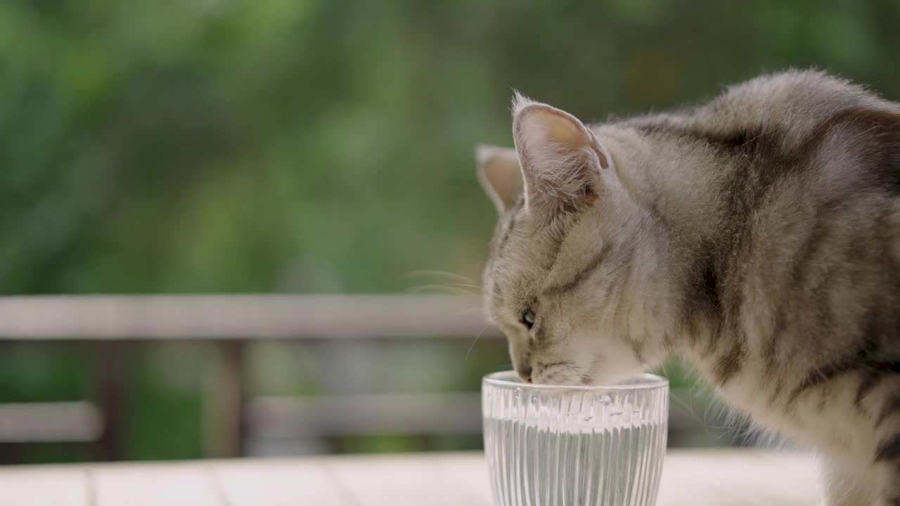 美国短毛猫正在喝玻璃杯里的水。视频下载