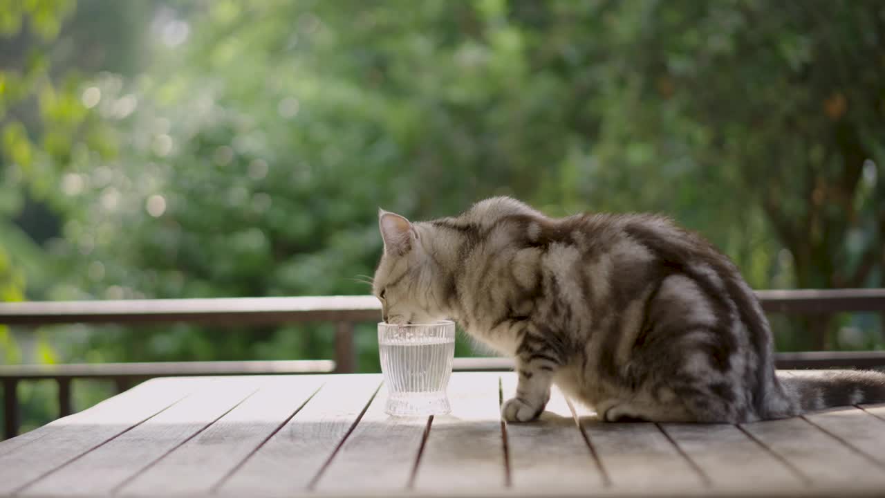 美国短毛猫正在喝玻璃杯里的水。视频下载