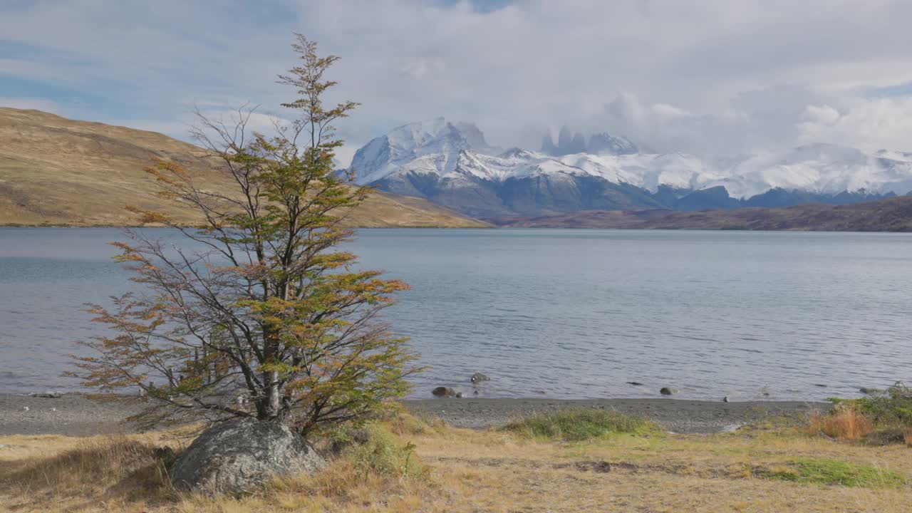 蔚蓝湖岸边的小山毛榉树开始显示出秋天的色彩视频素材