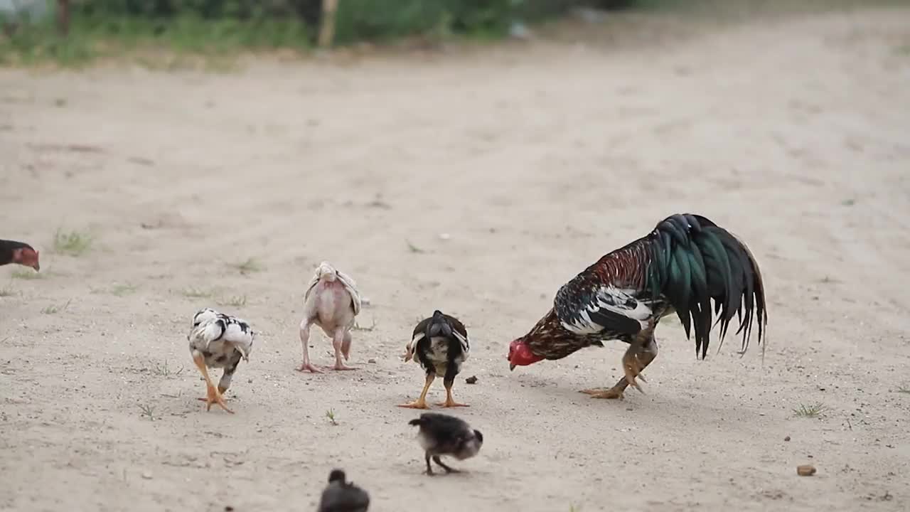 一群放养的鸡正在院子里吃东西视频素材