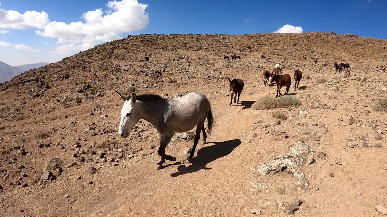 驴和骡子正沿着伊朗的达马万德火山下山视频下载