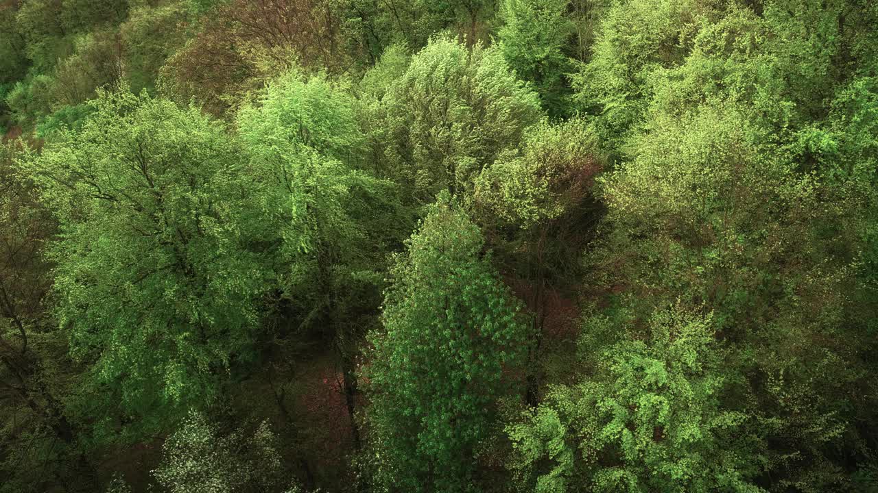 森林里的树木在强风中翩翩起舞视频下载