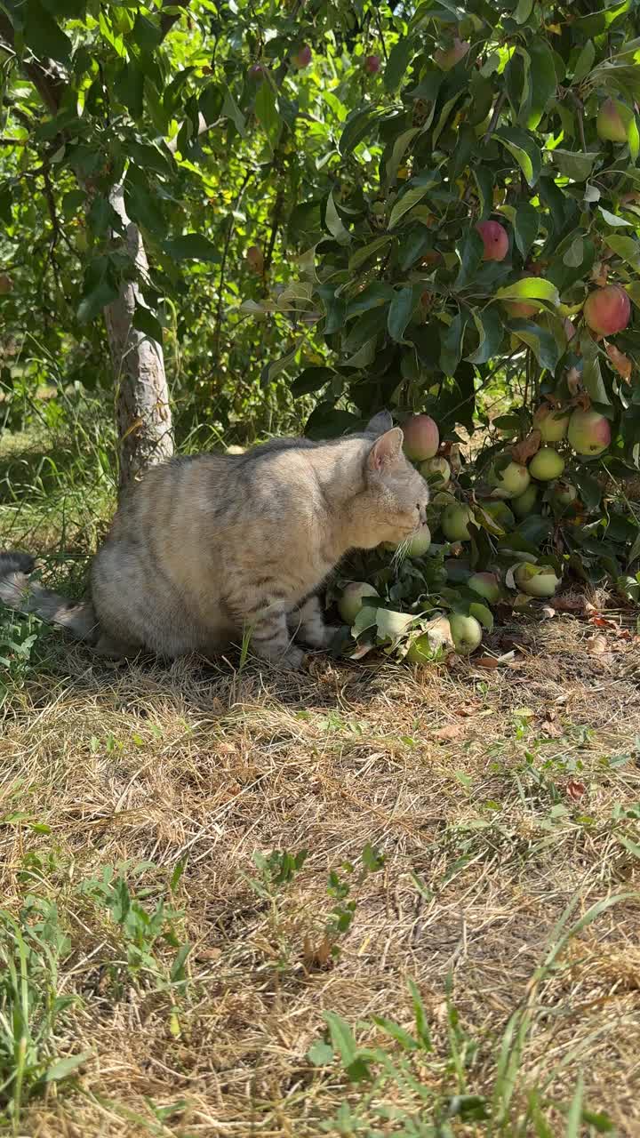 花园里的猫，垂直视频。视频素材