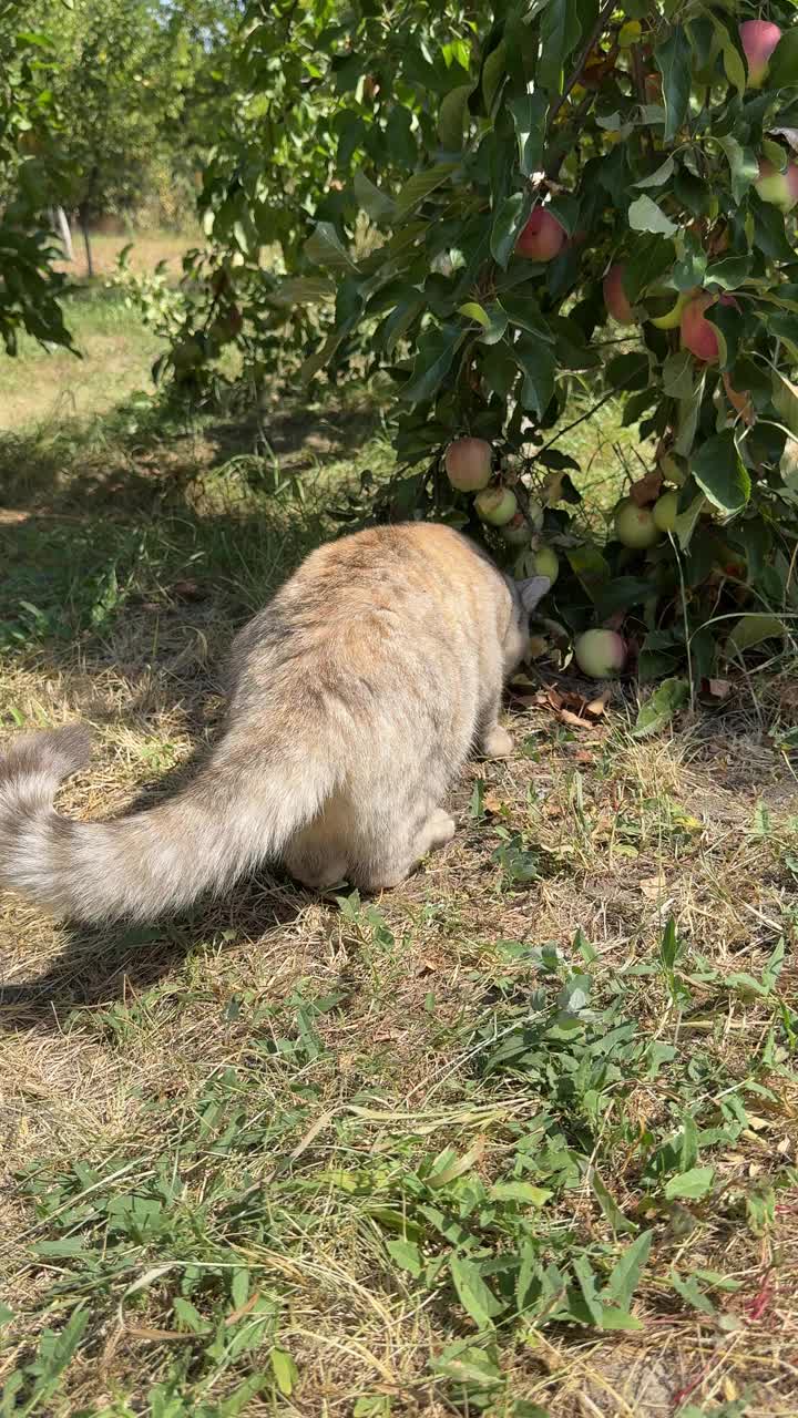 饥饿的猫在花园里吃苹果，垂直视频。视频下载