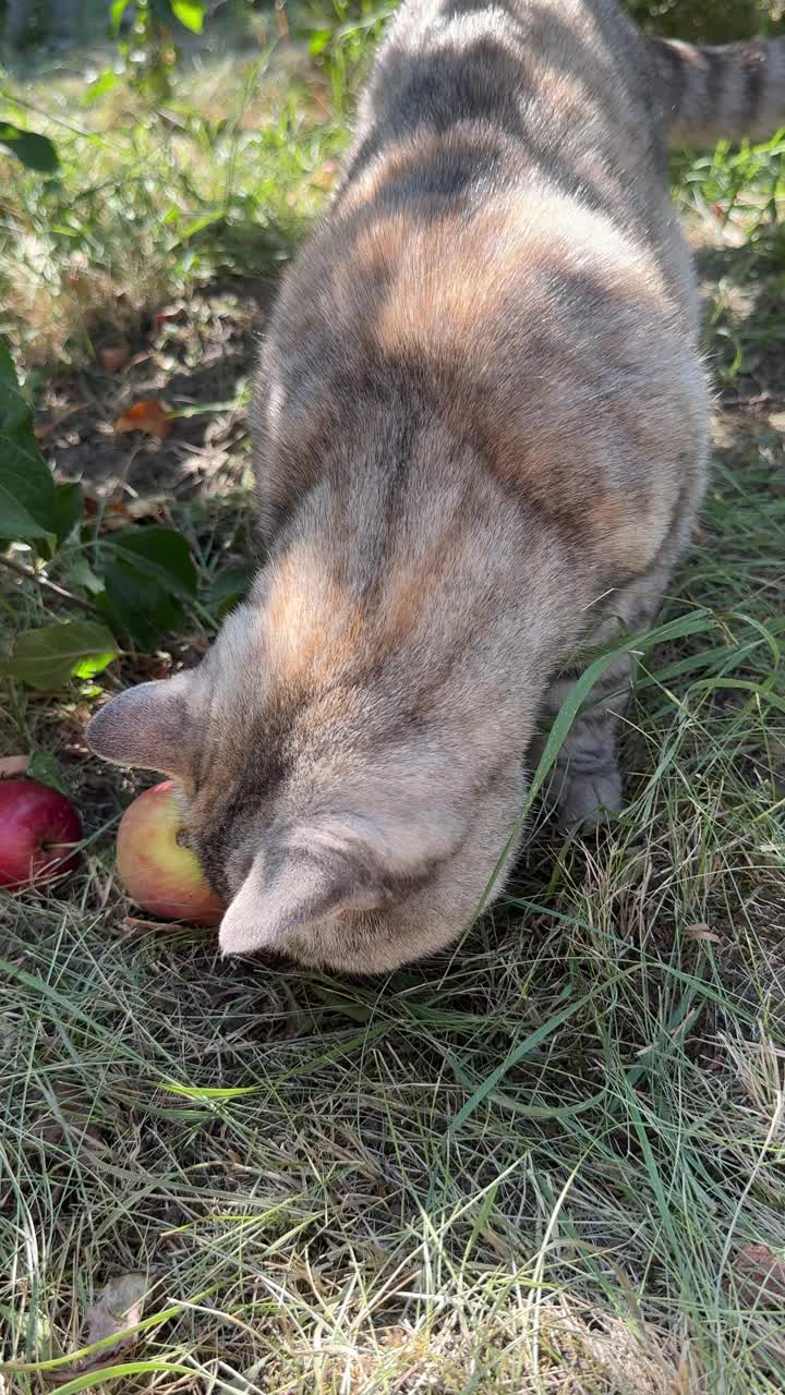 猫在花园里吃苹果，垂直视频。视频素材