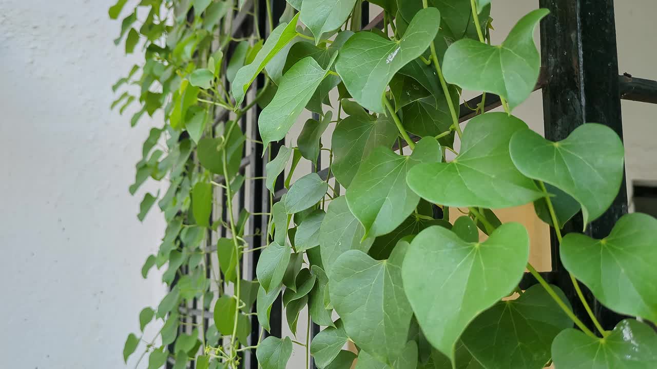 一个特写视频的Tinospora cordifolia，或心叶植物，吉洛伊，amrita，或guudbel视频下载