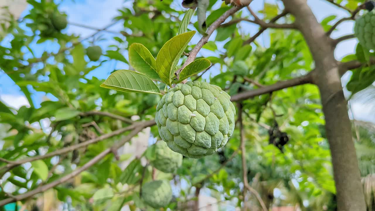 一个特写视频的番荔枝，蛋奶苹果，西塔帕，或番石榴，在树枝上视频下载