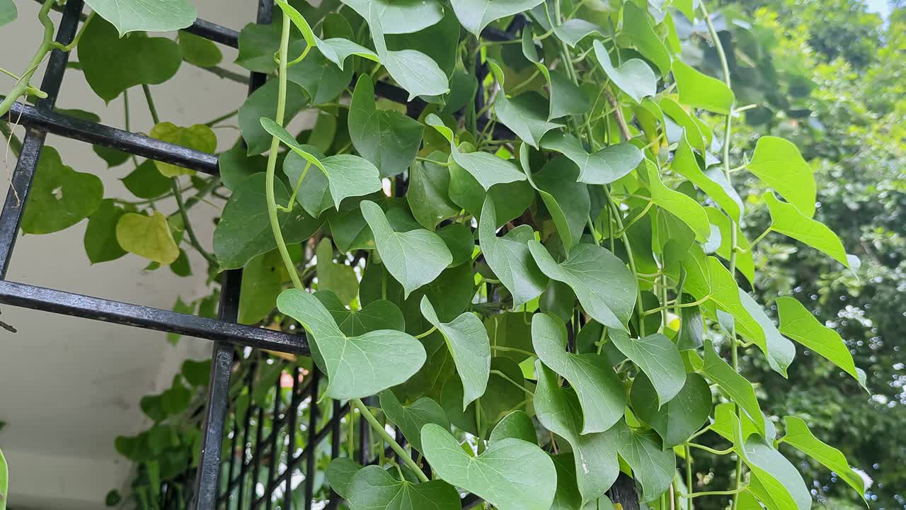 一个特写视频的Tinospora cordifolia，或心叶植物，吉洛伊，amrita，或guudbel视频下载