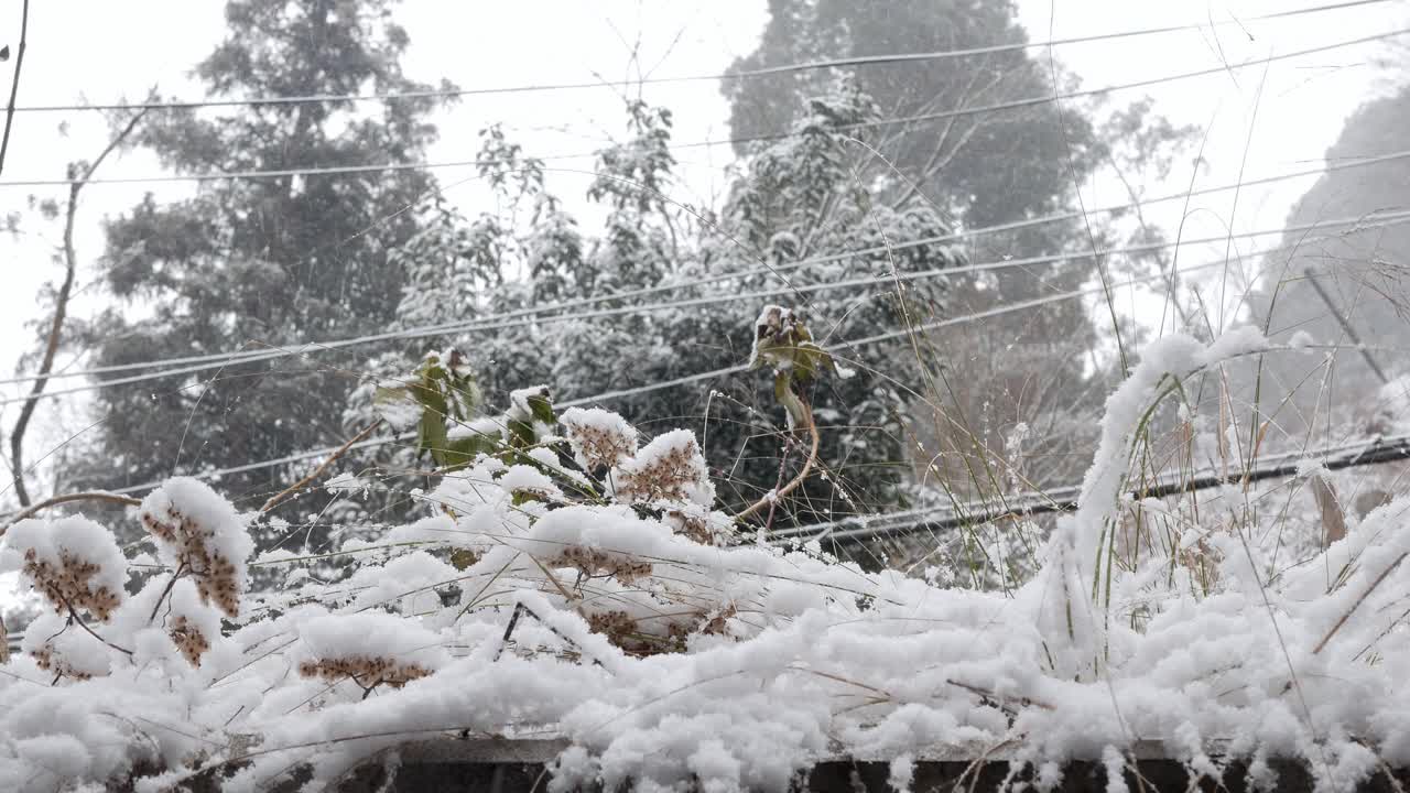 冬天，第一场雪覆盖在屋顶上的草叶上。草丛之间的森林山的背景下大雪纷飞视频下载