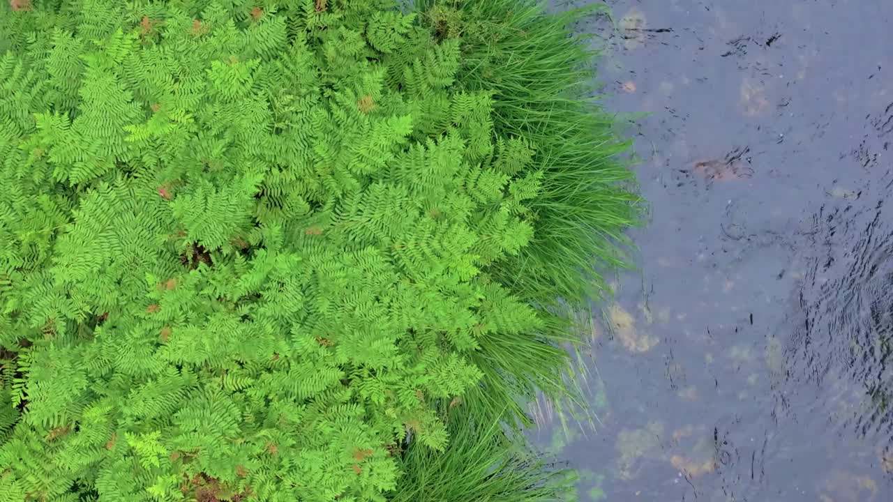 淡水河上郁郁葱葱的热带水生植物。头顶球视频下载