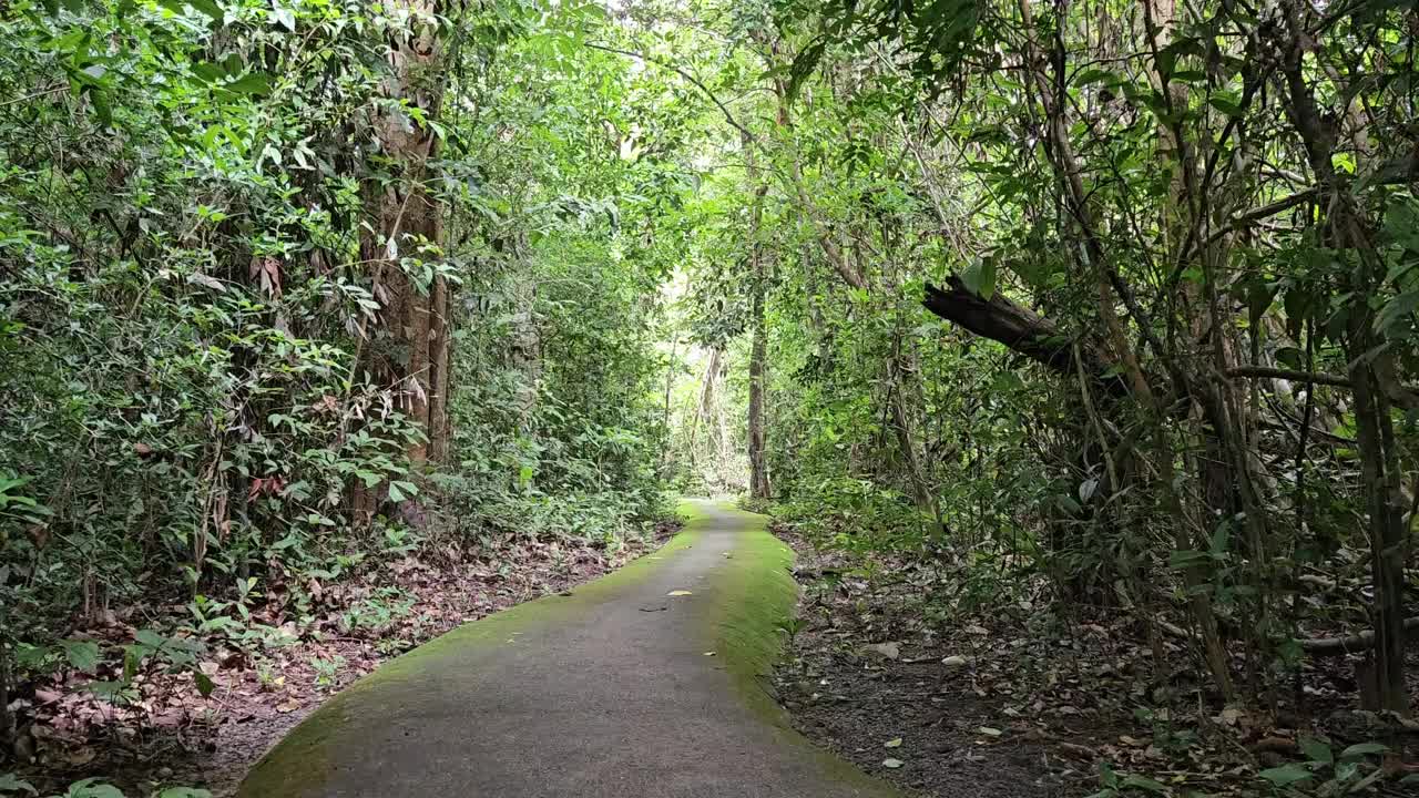 美丽的景观狭窄的街道与许多苔藓在热带森林在越南Tay Ninh在夏天的一天。视频素材