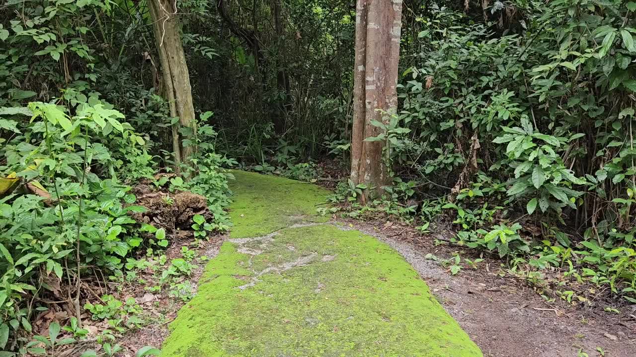 夏日里，人们走在越南Tay Ninh热带森林的狭窄街道上。视频素材