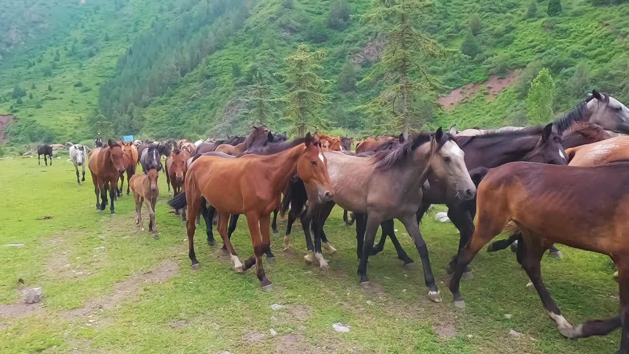 山里的一群马视频下载