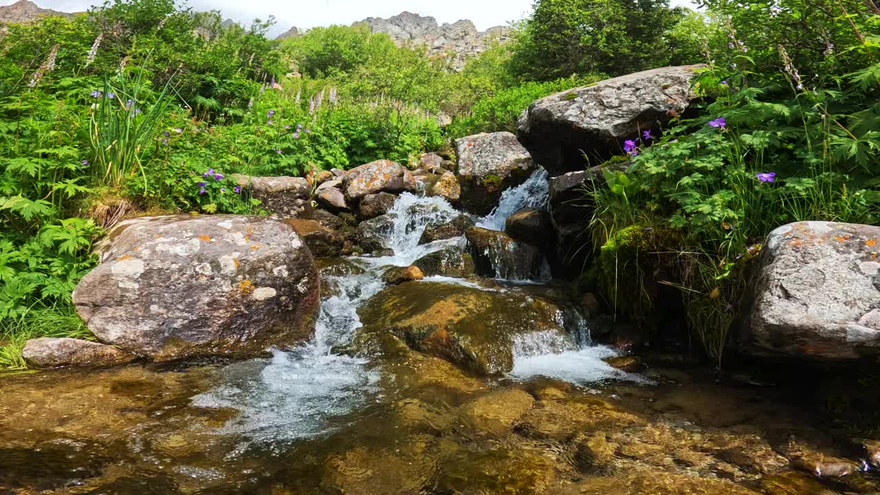 山河上的植物视频下载