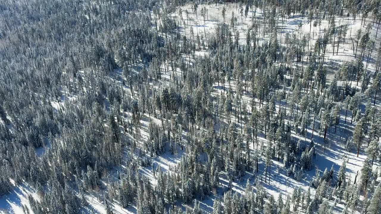 大峡谷附近雪林鸟瞰图视频下载