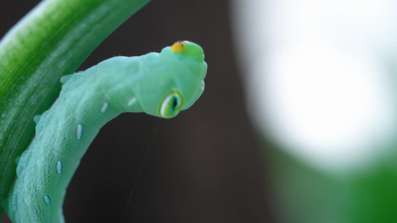 微距镜头的蠕虫吃树顶。视频下载