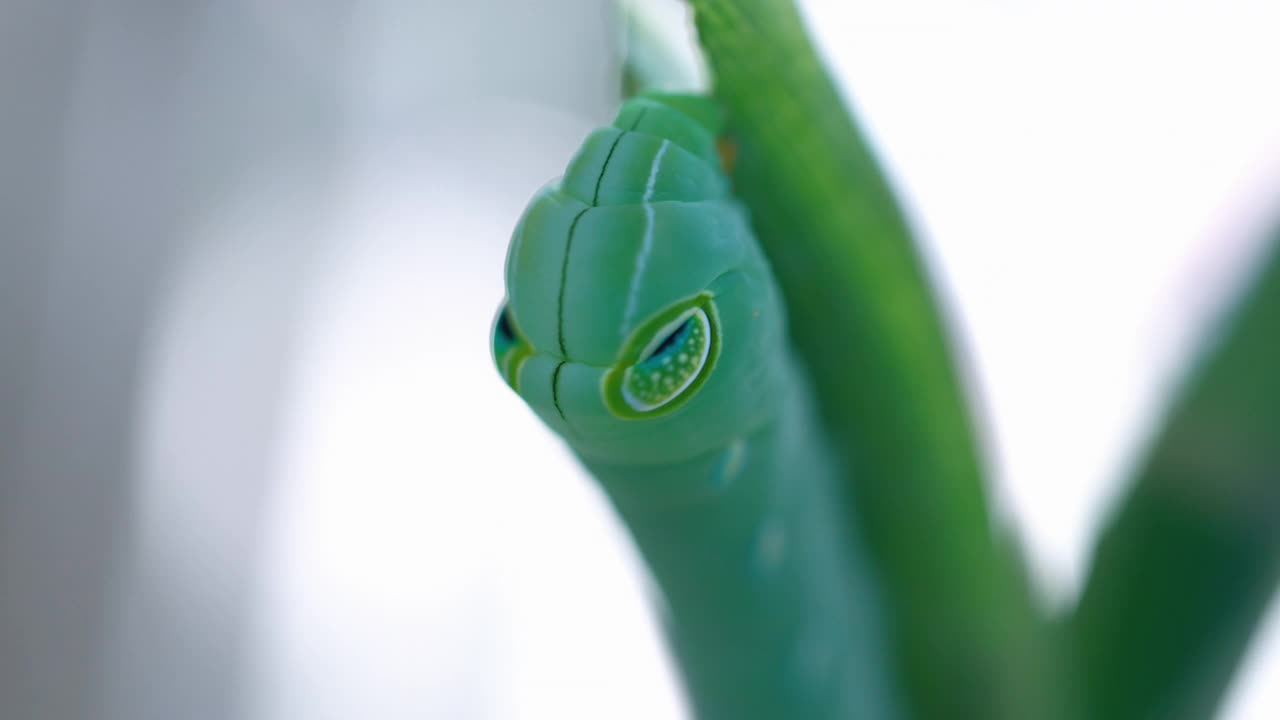 微距镜头的蠕虫吃树顶。视频素材