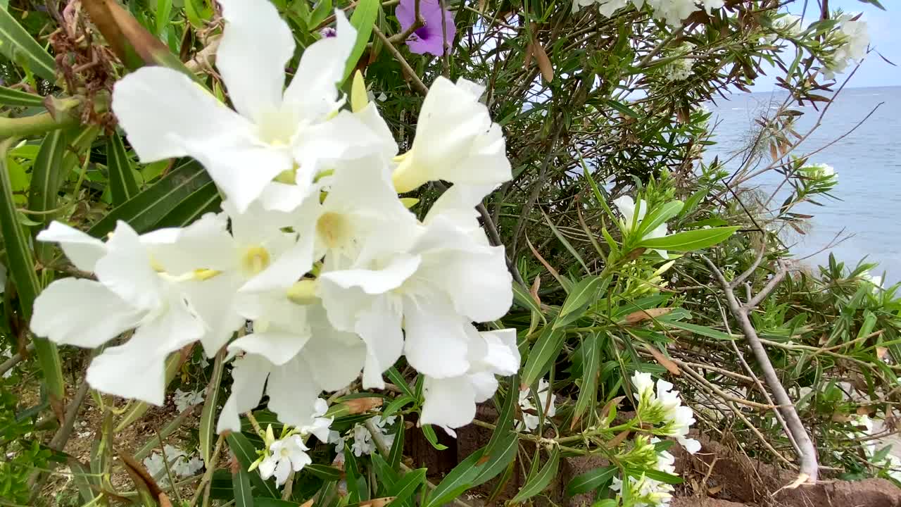 盛开的夹竹桃与美丽的白色花朵通常被称为夹竹桃或玫瑰月桂在模糊的海水背景在特内里费岛，加那利群岛，西班牙。视频下载