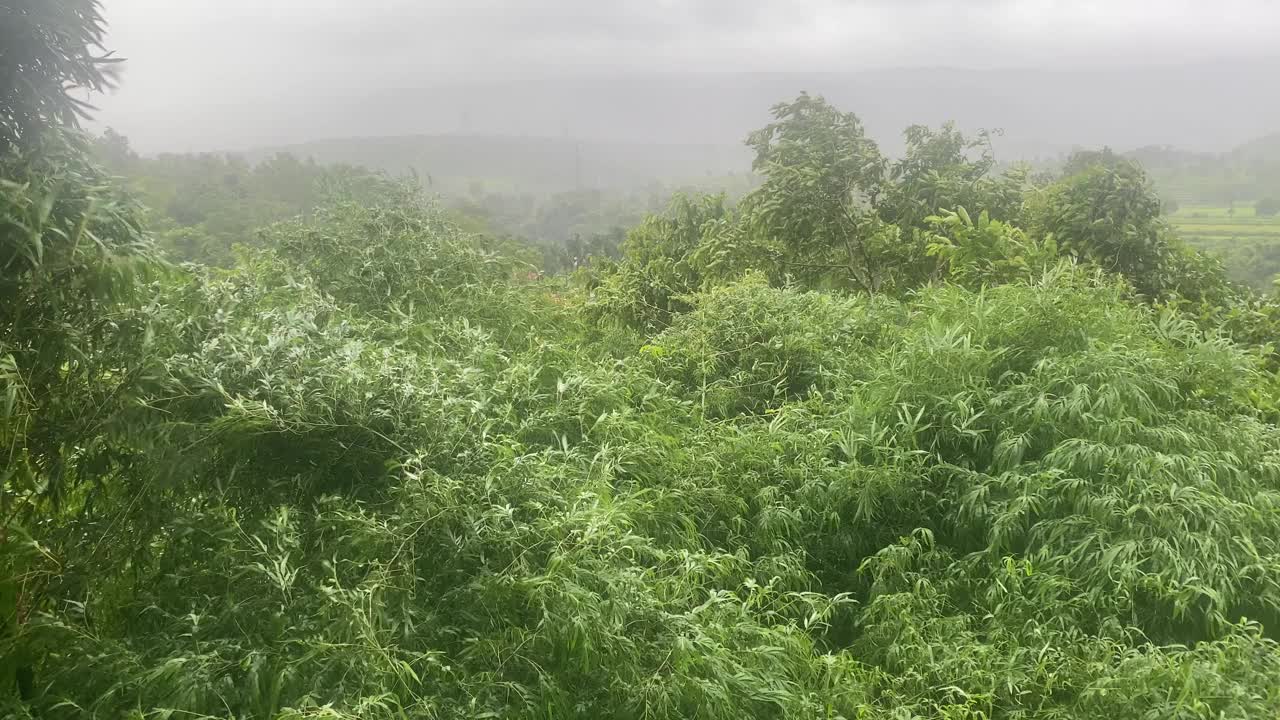 印度马哈拉施特拉邦康坎的树木在季风期间被强风吹动视频下载