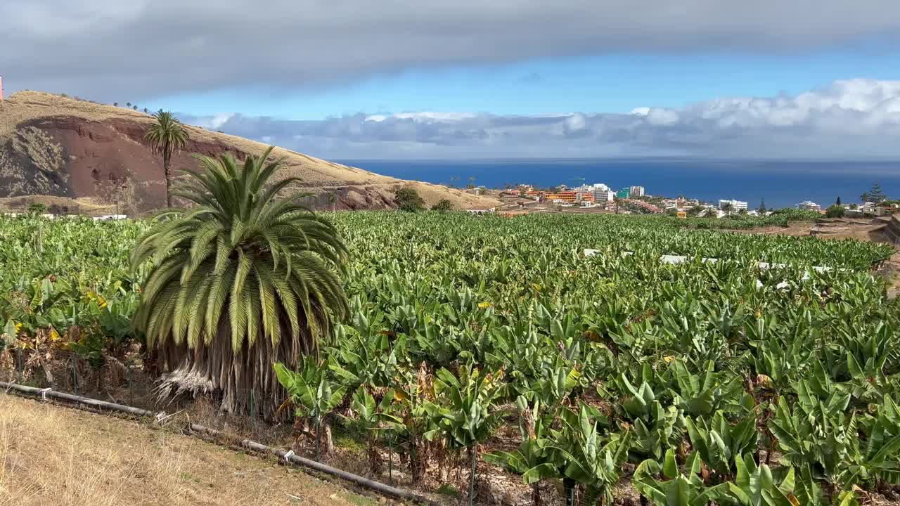 加那利群岛特内里费岛北部的香蕉种植园和住宅区视频素材