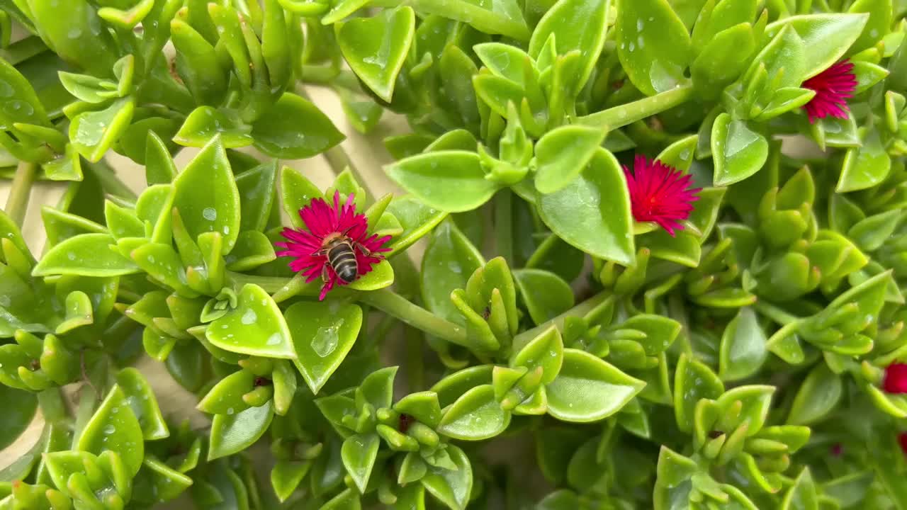 加那利群岛特内里费岛的攀缘植物和花卉视频下载