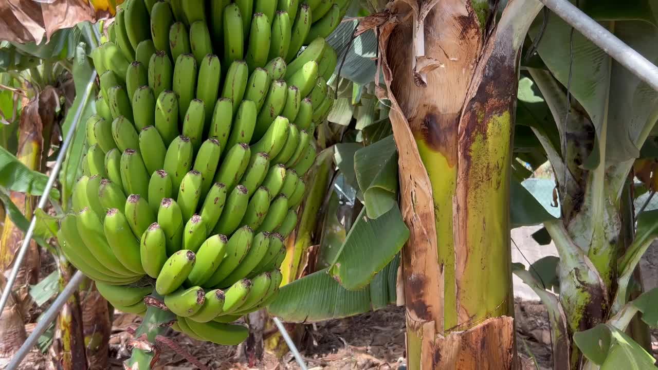 加那利群岛特内里费岛的小路和香蕉种植园视频下载