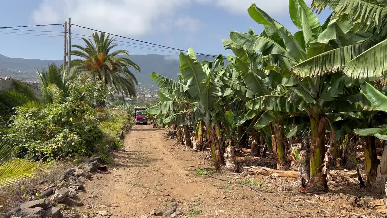 加那利群岛特内里费岛北部的香蕉树视频素材