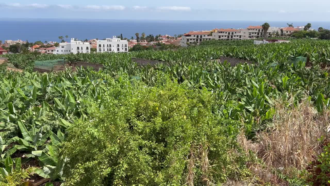 加那利群岛特内里费岛洛斯雷埃霍斯的香蕉种植园视频素材