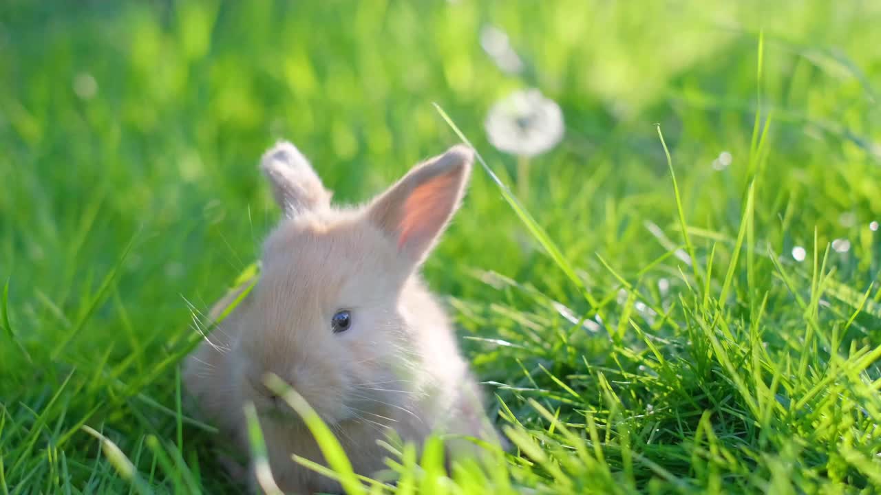 一只美丽的红兔子正坐在嫩绿的草地中间。视频下载