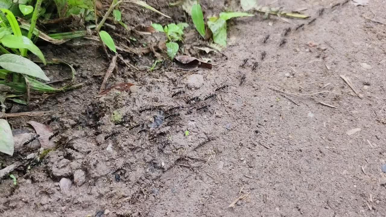 一群黑蚂蚁正在移动视频下载