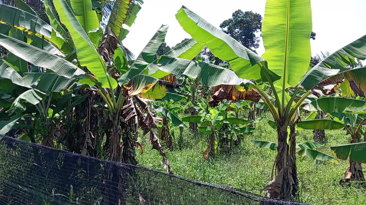 种植园里的香蕉树特写视频素材