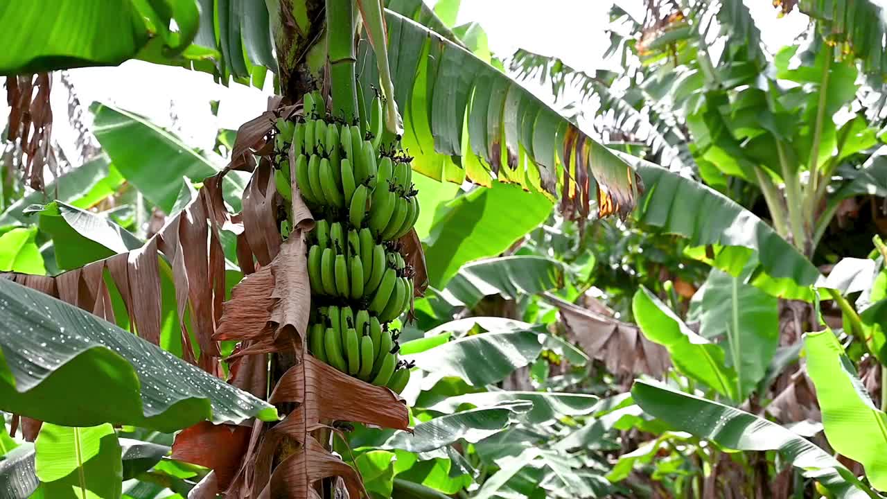 香蕉农场，在树上种植新的绿香蕉视频下载