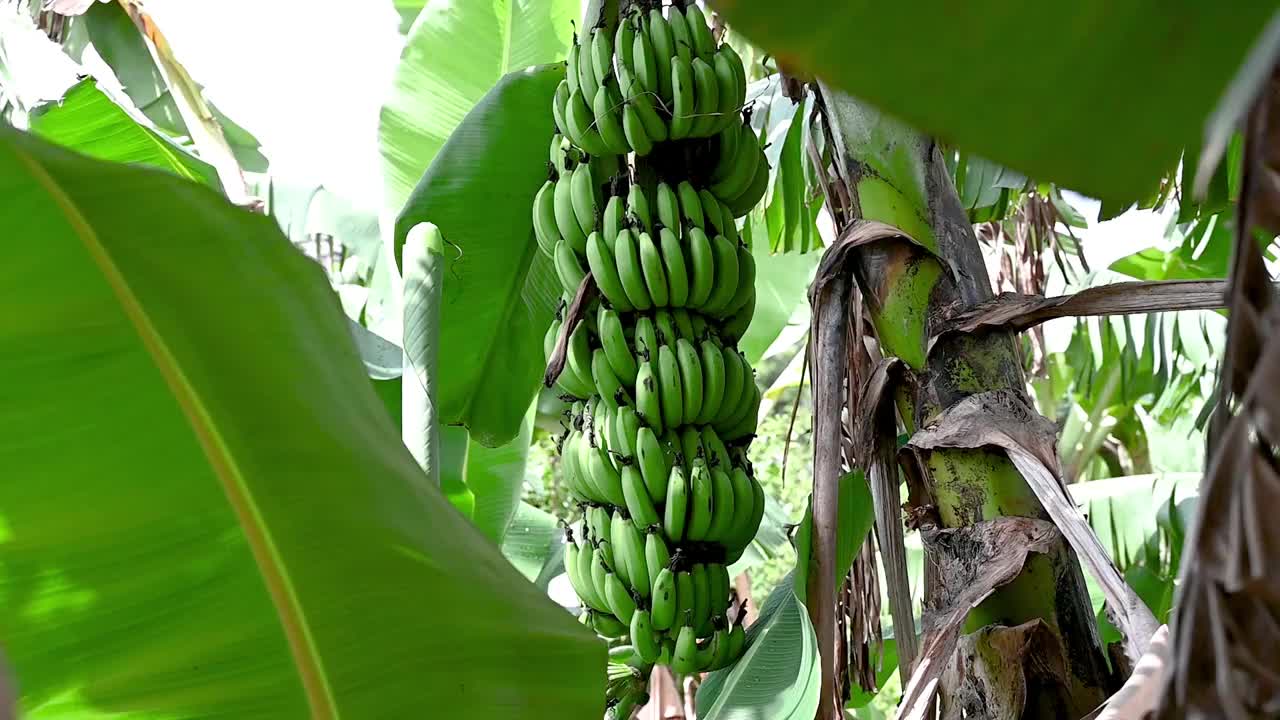 香蕉农场，在树上种植新的绿香蕉视频下载