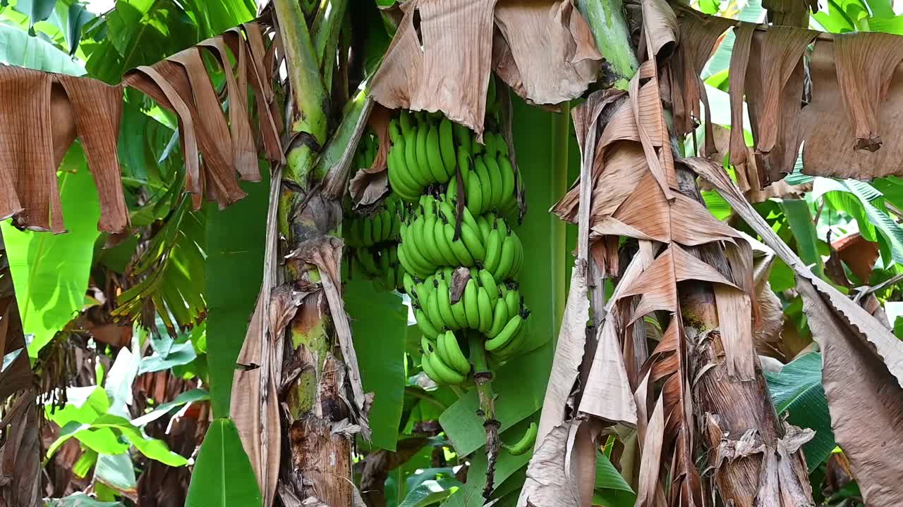 香蕉农场，在树上种植新的绿香蕉视频下载