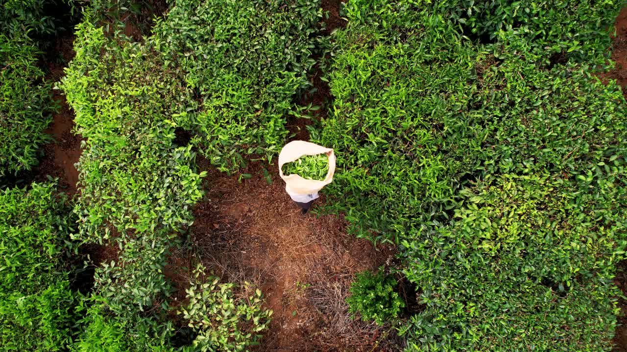 一名妇女在印度穆纳尔种植园采摘茶叶。鸟瞰图。工人传统着装填麻袋，优质生产。乡村景观，生态农耕实践重点。视频素材