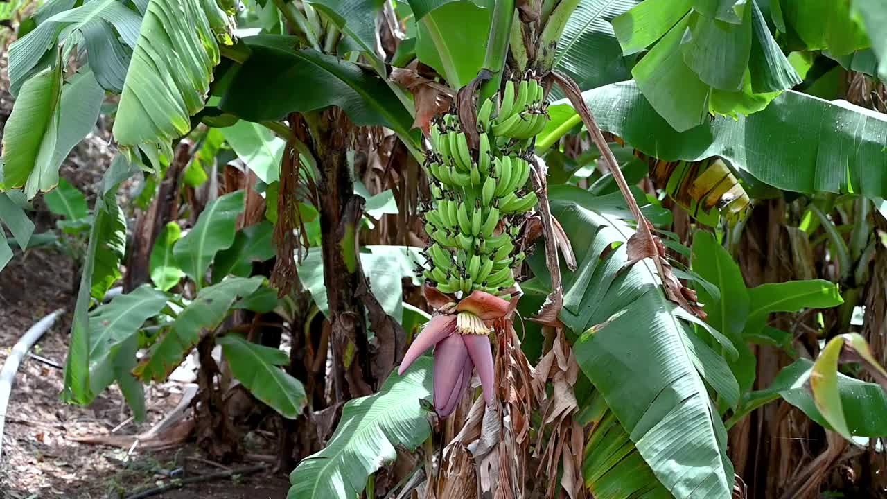 香蕉农场，在树上种植新的绿香蕉视频素材